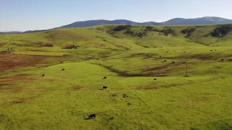 Herd of cattle grazing in meadow Stock Footage 309289820