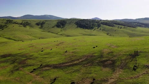 Herd of cattle grazing in a mountain meadow Stock Footage 309289760