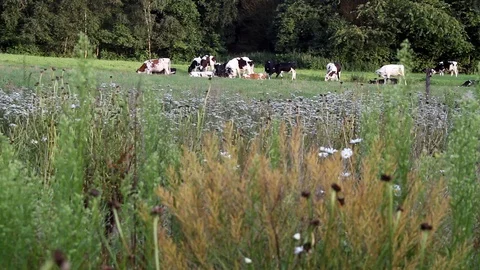 A Herd of cattle grazing in the open field Video stock 115426411