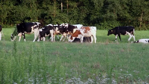 A Herd of cattle grazing in the open field Stock Footage 115426461