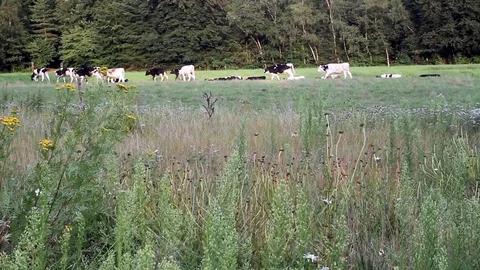 A Herd of cattle grazing in the open field Stock Footage 115426556