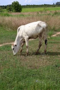 Herd of cattle grazing in open rural pasture Stock Photos