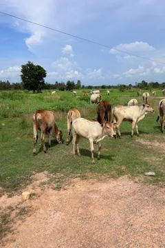 Herd of cattle grazing in open rural pasture Stock Photos
