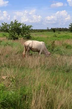 Herd of cattle grazing in open rural pasture Stock Photos