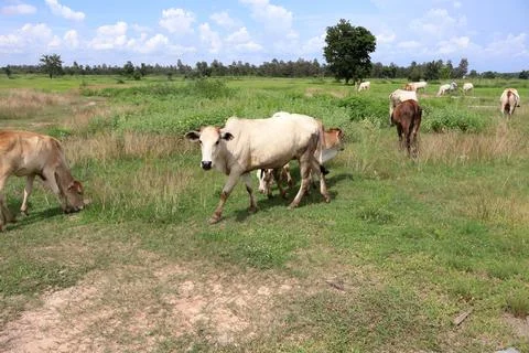 Herd of cattle grazing in open rural pasture Stock Photos