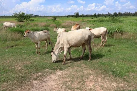 Herd of cattle grazing in open rural pasture Stock Photos