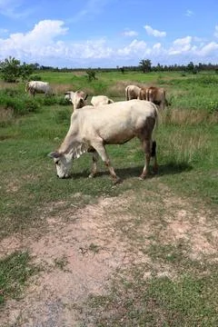 Herd of cattle grazing in open rural pasture Stock Photos
