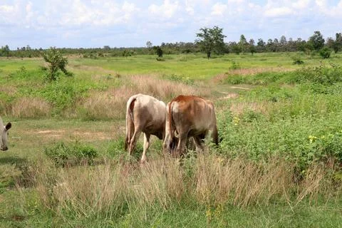 Herd of cattle grazing in open rural pasture Stock Photos