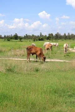 Herd of cattle grazing in open rural pasture Stock Photos