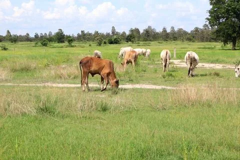 Herd of cattle grazing in open rural pasture Stock Photos