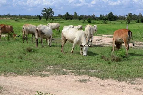 Herd of cattle grazing in open rural pasture Stock Photos