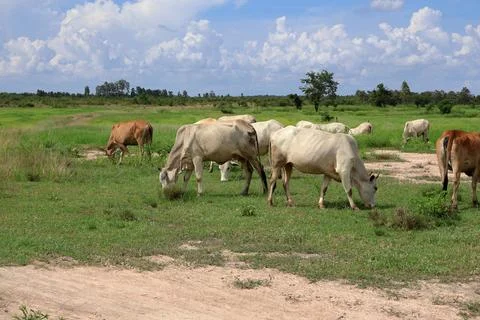 Herd of cattle grazing in open rural pasture Stock Photos