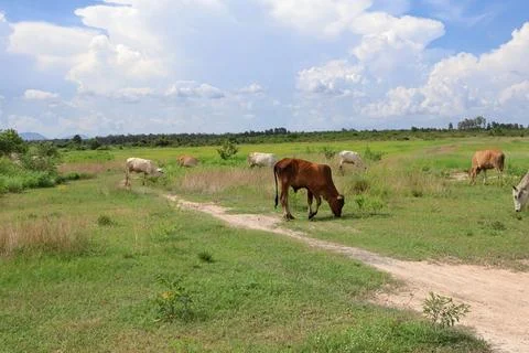Herd of cattle grazing in open rural pasture Stock Photos