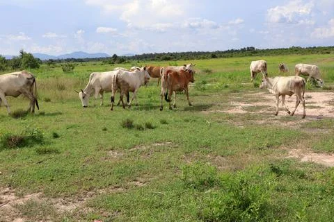 Herd of cattle grazing in open rural pasture Stock Photos