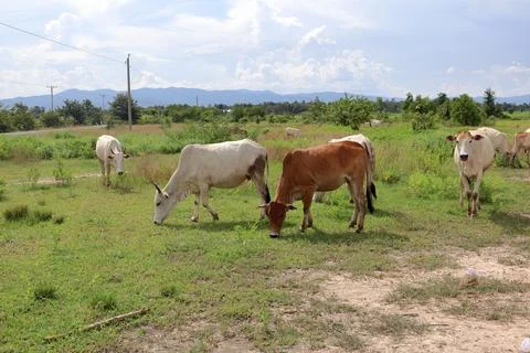 Herd of cattle grazing in open rural pasture Stock Photos