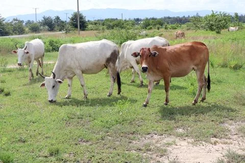 Herd of cattle grazing in open rural pasture Stock Photos