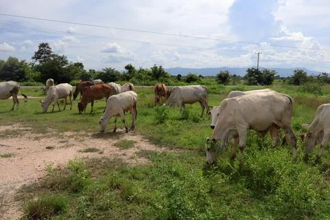 Herd of cattle grazing in open rural pasture Stock Photos
