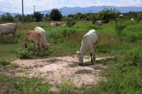 Herd of cattle grazing in open rural pasture Stock Photos