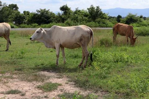 Herd of cattle grazing in open rural pasture Stock Photos