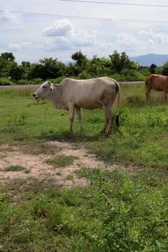 Herd of cattle grazing in open rural pasture Stock Photos