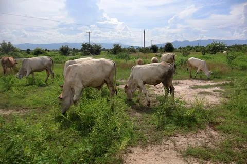 Herd of cattle grazing in open rural pasture Stock Photos