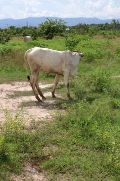 Herd of cattle grazing in open rural pasture Stock Photos