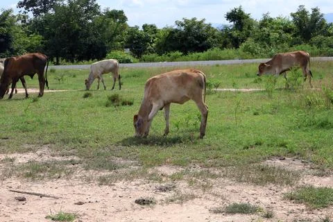 Herd of cattle grazing in open rural pasture Stock Photos