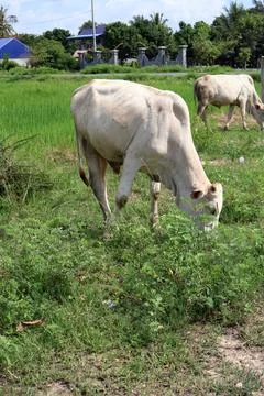 Herd of cattle grazing in open rural pasture Stock Photos
