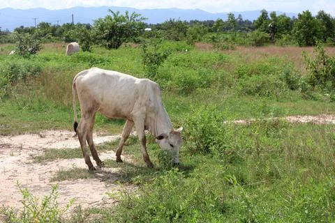 Herd of cattle grazing in open rural pasture Stock Photos