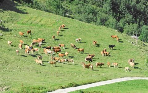Herd of cattle grazing on sunlit spring highlands Alpine grassland Stock Photos