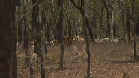 Herd Of Cattle Hidden In The Forest Stock Footage 35175375