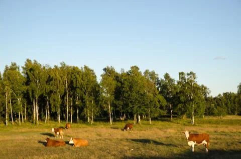 Herd of cattle in a idyllic landscape Stock Photos