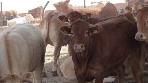 A herd of cattle, including light and dark brown cows, stands together in a Stock Footage 330201725