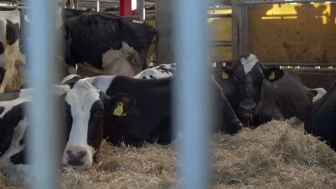 A herd of cattle lying on top of a pile of hay Stock Footage 148672197