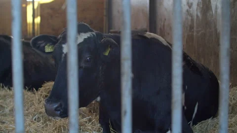 A herd of cattle lying on top of a pile of hay Stock Footage 148673499