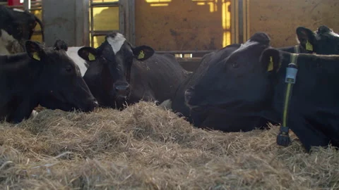 A herd of cattle lying on top of a pile of hay Stock Footage 148674801