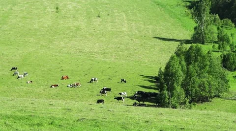 Herd of cattle in the meadow Stock Footage 11234790