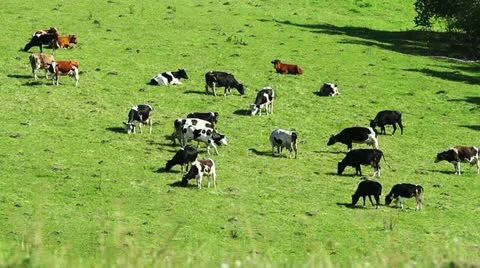 Herd of cattle in the meadow Stock Footage 11234792