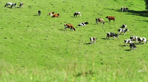 Herd of cattle in the meadow Stock Footage 11234801