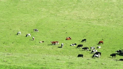 Herd of cattle in the meadow Stock Footage 11234802