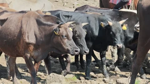 Herd of cattle moving on dry ground Stock-Footage 315359269