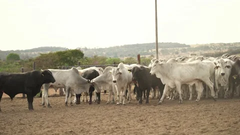 Herd of cattle moving in the paddock of the confinement farm. Stock Footage 134653275