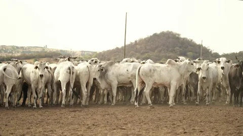 Herd of cattle moving in the paddock of the confinement farm. Stock Footage 134653608