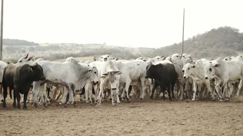 Herd of cattle moving in the paddock of the confinement farm. Stock Footage 134653722