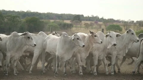 Herd of cattle moving in the paddock of the confinement farm. Stock Footage 134653774
