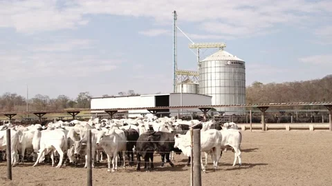 Herd of cattle moving in the paddock of the confinement farm. Video stock 134654069