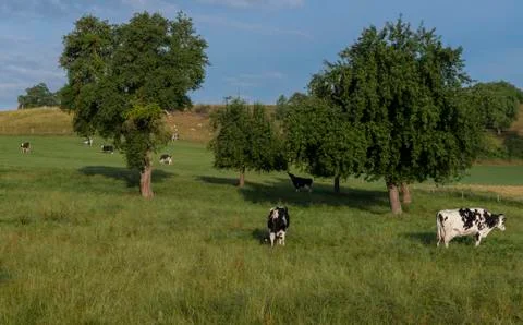 Herd of cattle in an orchard Stock Photos