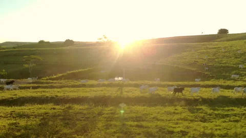Herd of cattle on pasture at sunset Video stock 153937267