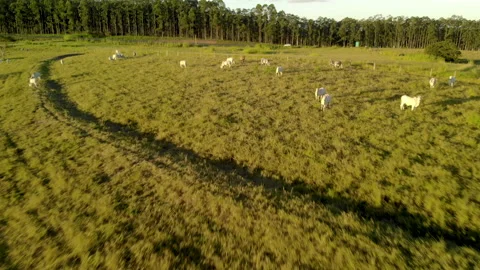 Herd of cattle on pasture at sunset Video stock 153937349