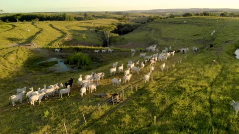 Herd of cattle on pasture at sunset Stock Footage 153937352